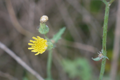 Sonchus asper